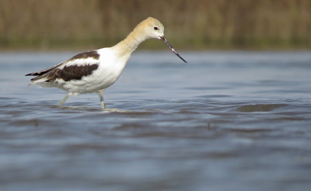 American Avocet - ML75230211