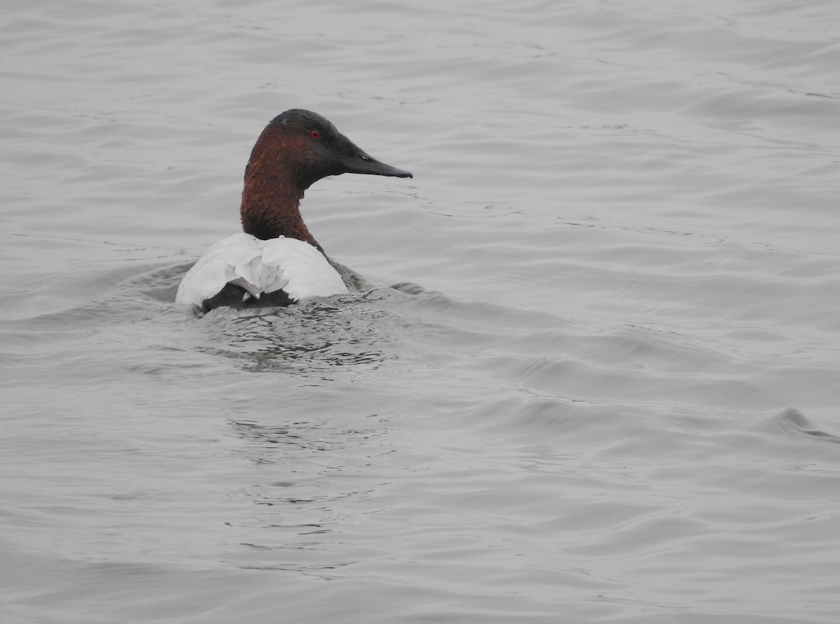 Canvasback - Karen Hardie