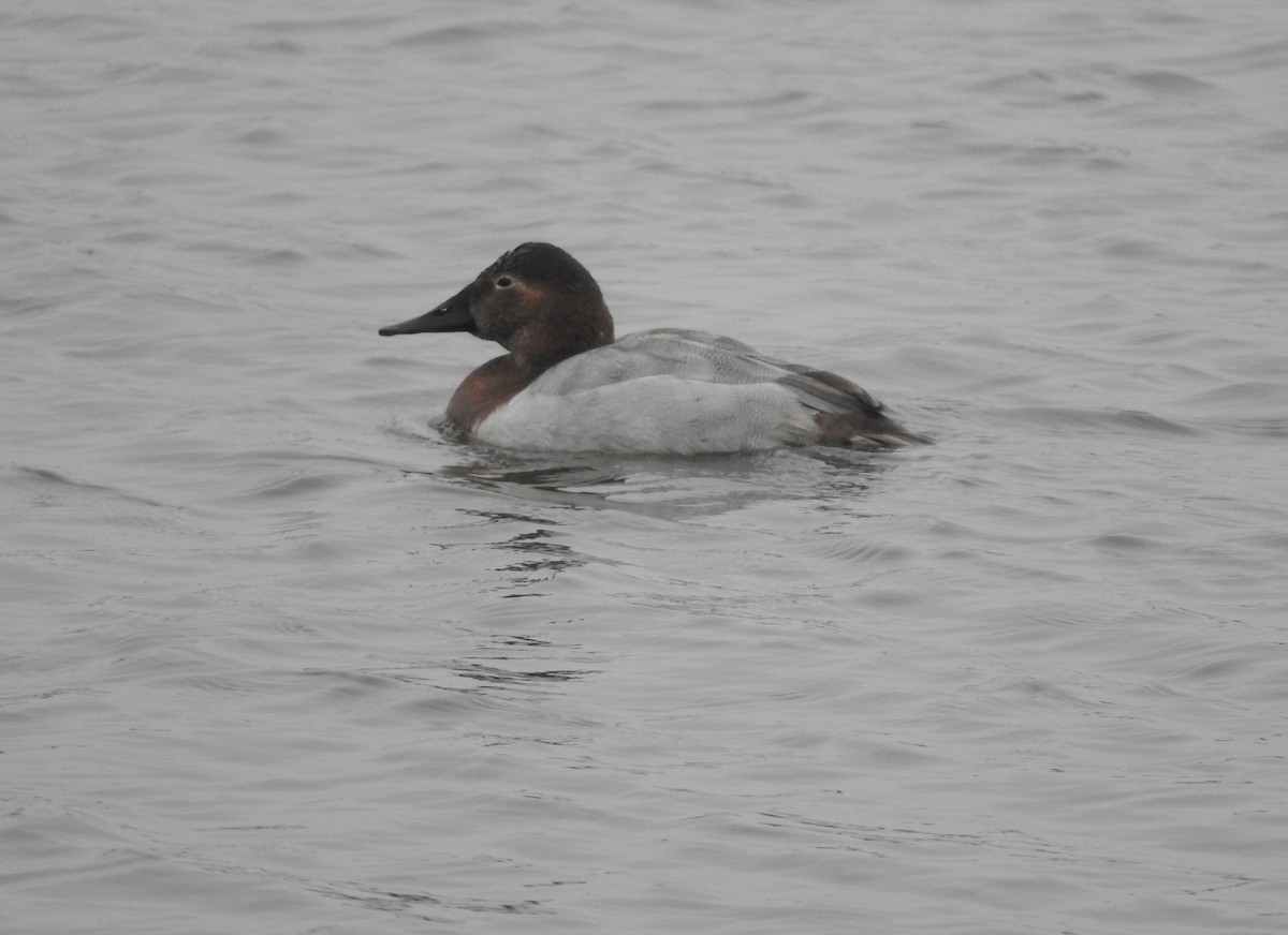 Canvasback - Karen Hardie