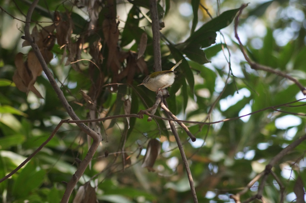 Common Tailorbird - ML75230691