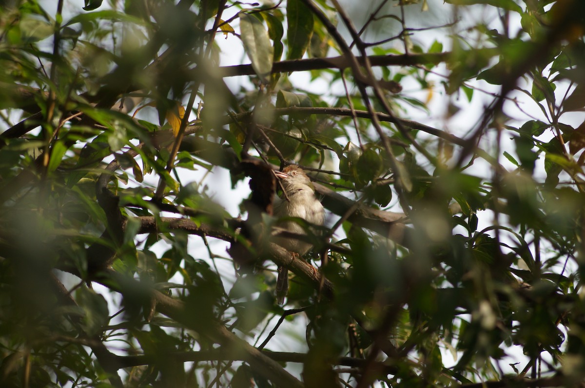 Common Tailorbird - Saravanan  Shunmugam