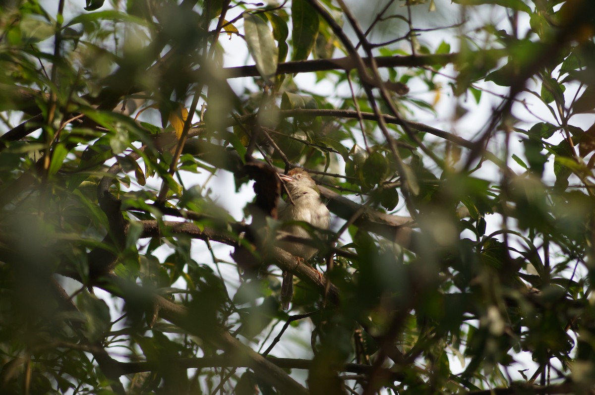 Common Tailorbird - ML75230771