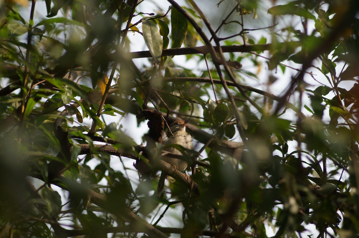 Common Tailorbird - ML75230821