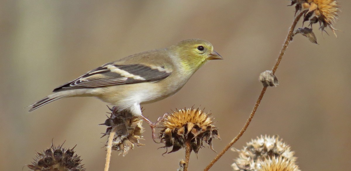 American Goldfinch - Ian Hearn