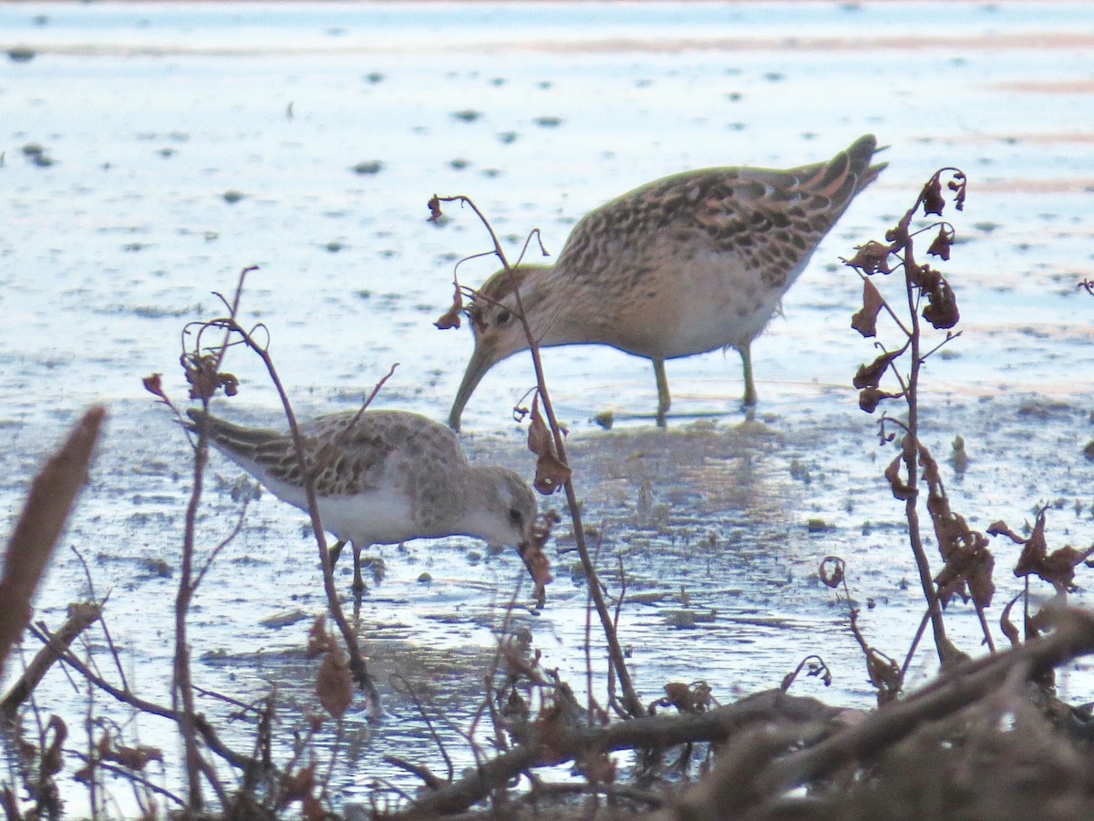 Little Stint - ML75232061