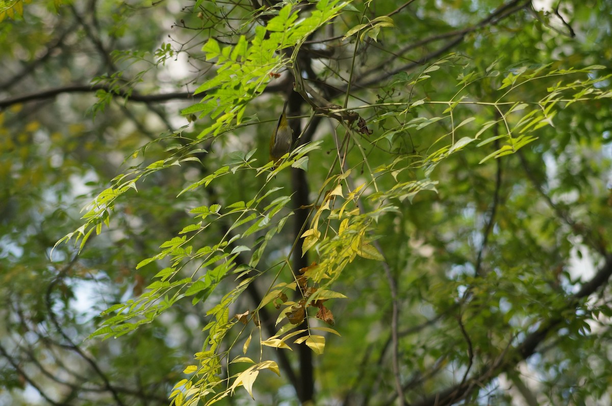 Indian White-eye - ML75232221