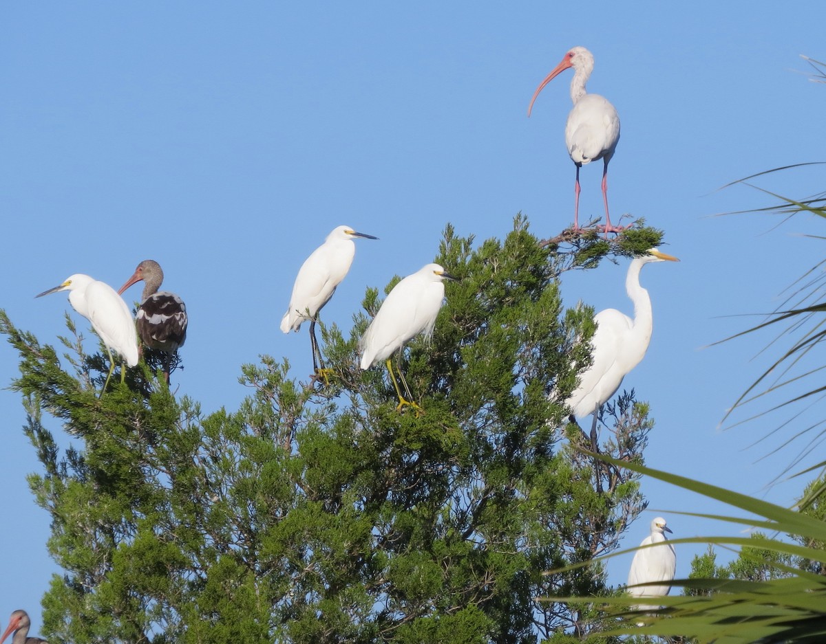 Snowy Egret - Bev Hansen