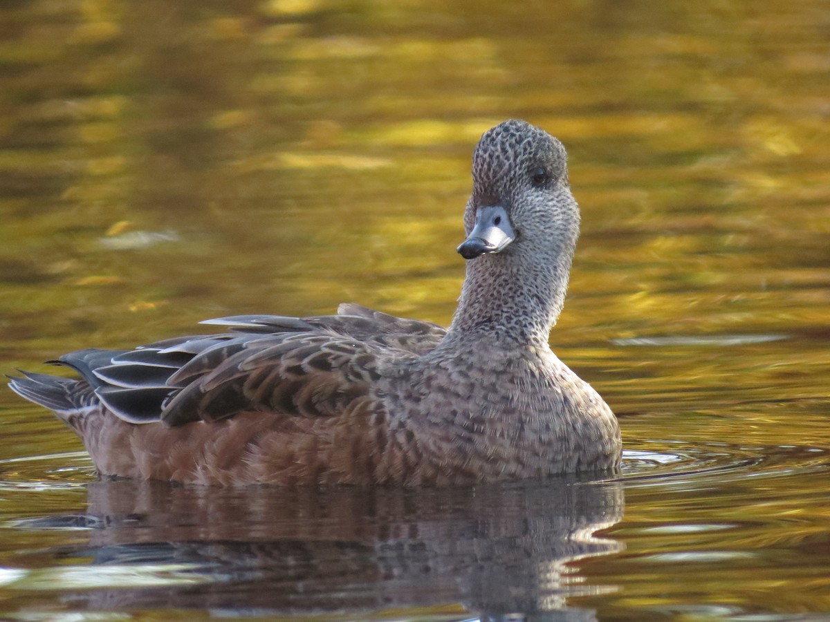 American Wigeon - Ian Hearn