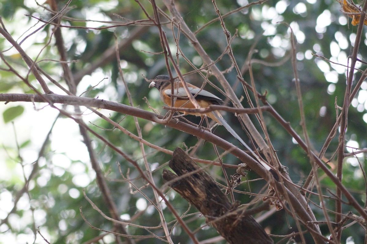 Rufous Treepie - ML75232531