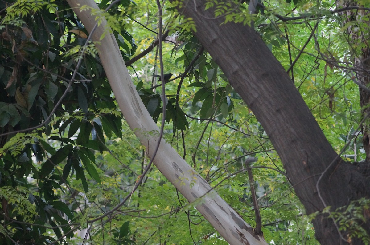 White-throated Fantail - Saravanan  Shunmugam