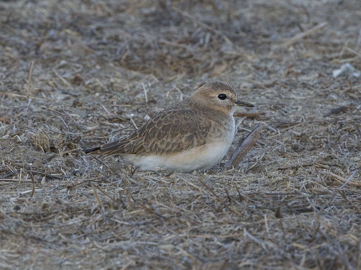 Chorlito Llanero - ML75232651