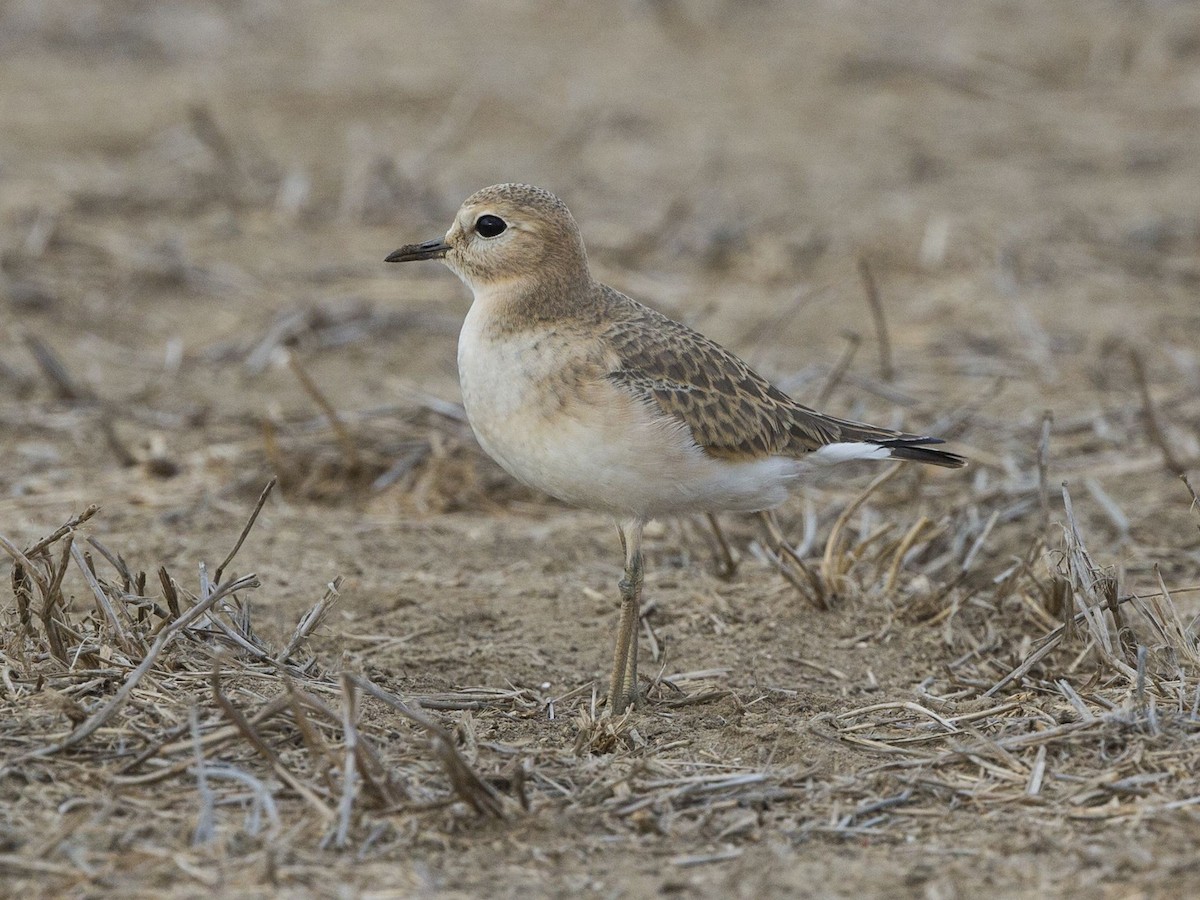 Mountain Plover - ML75232691