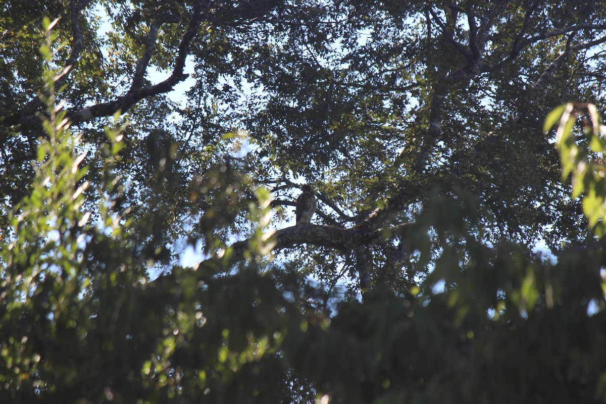 Rufous-tailed Hawk - ML75232871