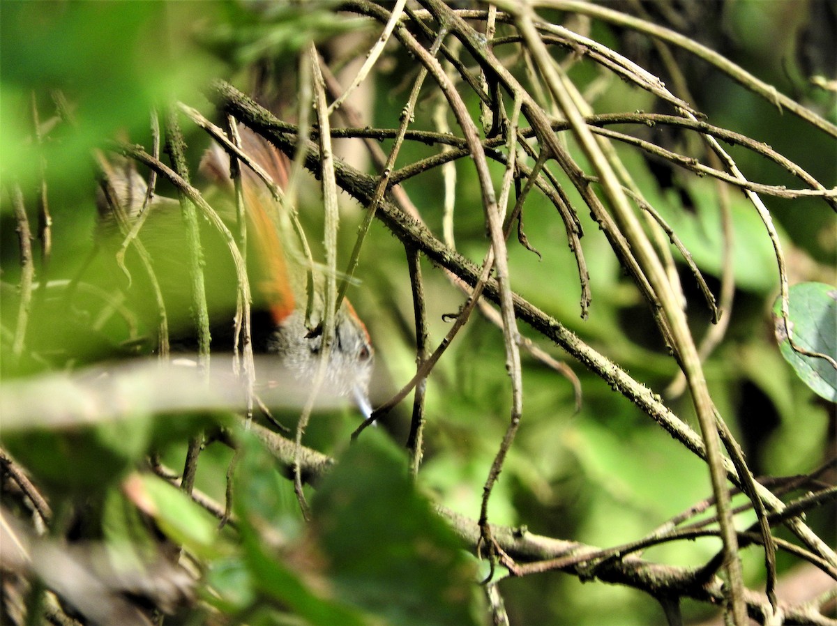 Slaty Spinetail - Gabriel Camilo Jaramillo Giraldo