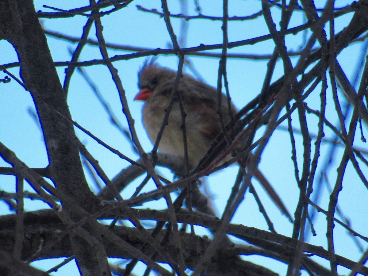 Cardinal rouge - ML75234601