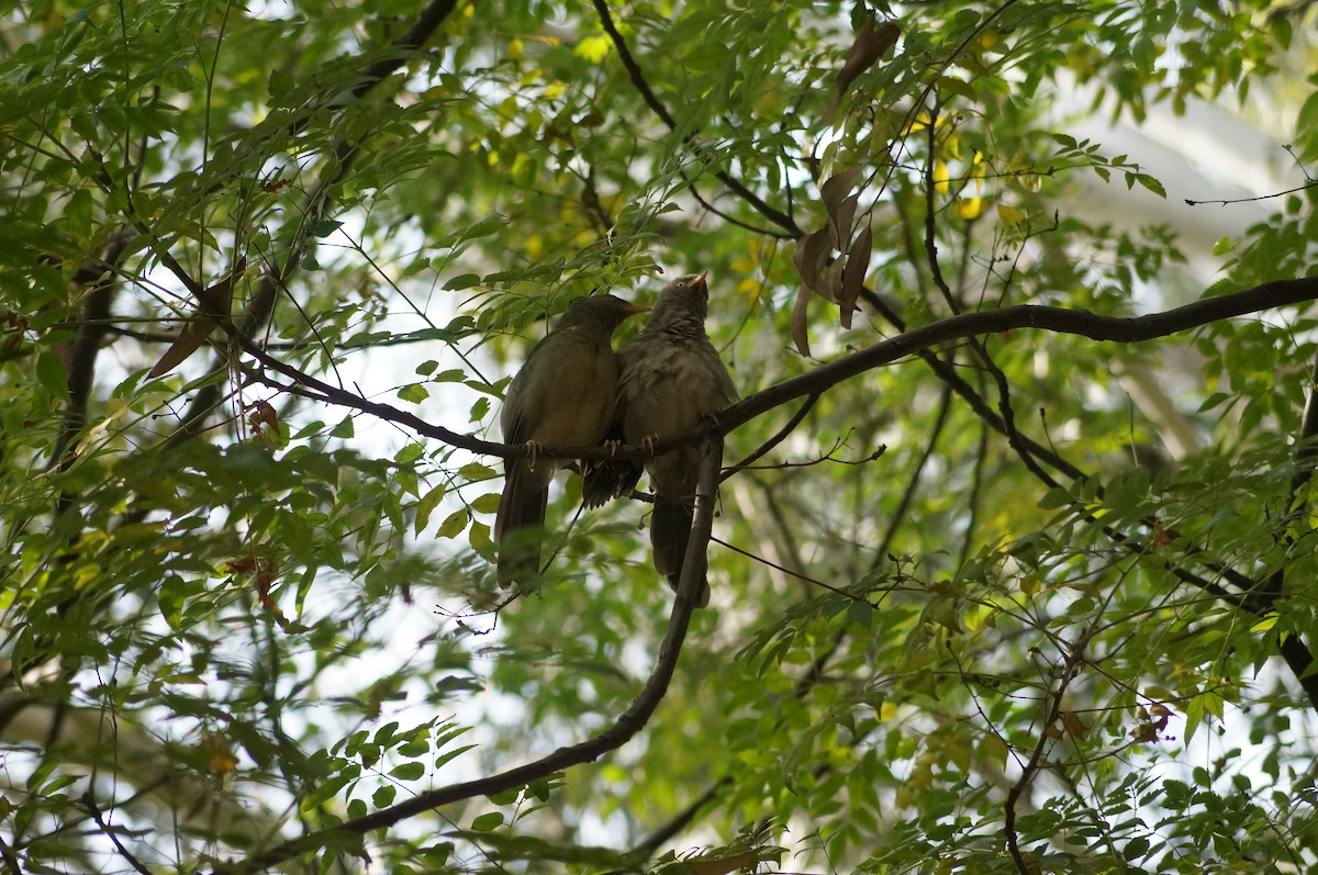 Jungle Babbler - ML75234681