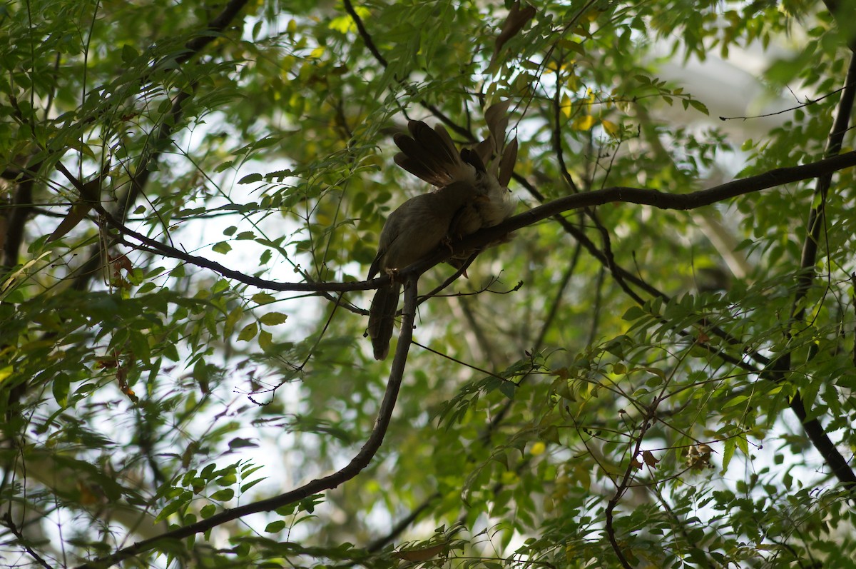 Jungle Babbler - Saravanan  Shunmugam