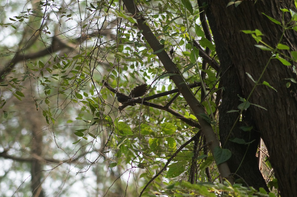 White-throated Fantail - ML75235151