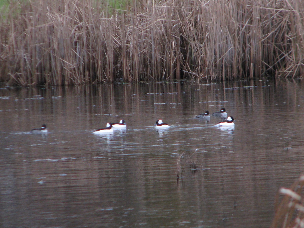 Bufflehead - ML75237681