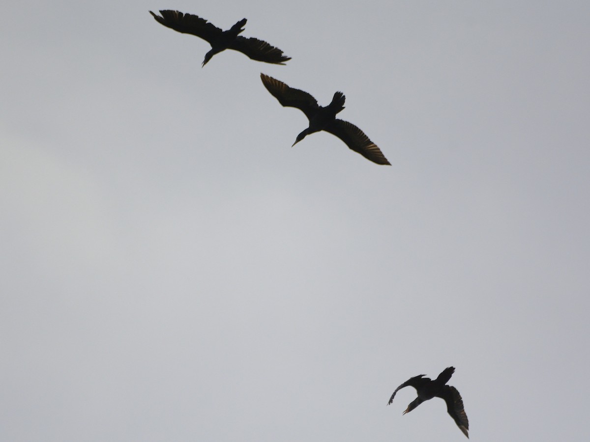 Neotropic Cormorant - Michael Tromp