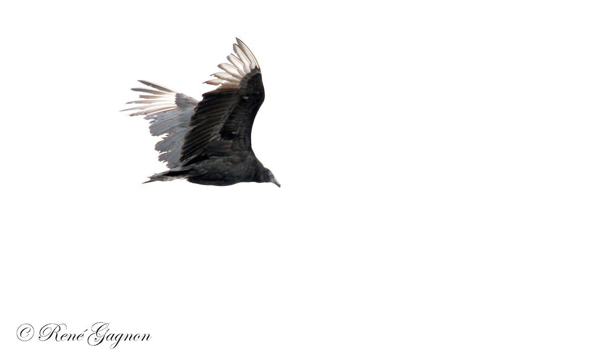 Black Vulture - ML75238601