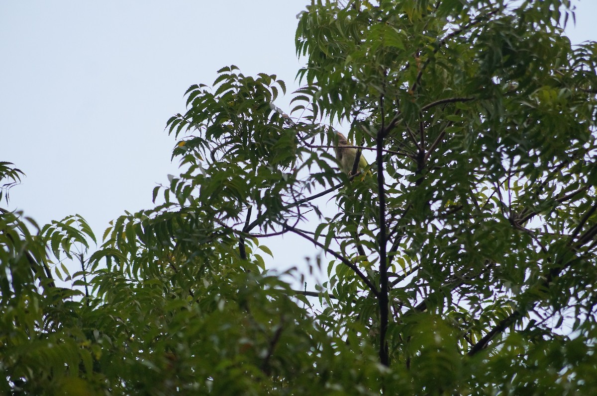 Brown-headed Barbet - ML75238991