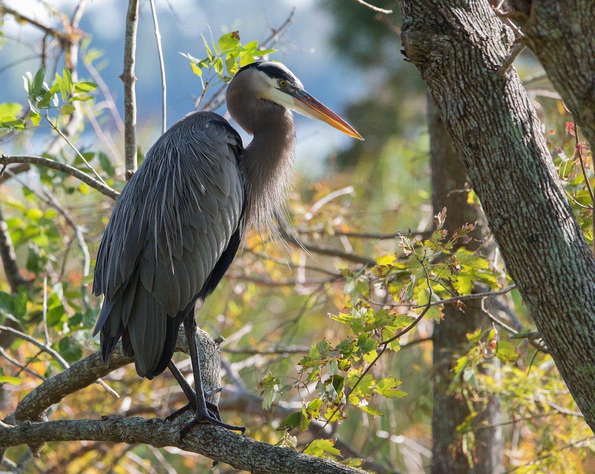 Great Blue Heron - ML75239211