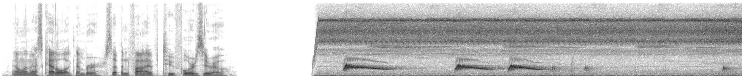 Augennachtschwalbe - ML75240