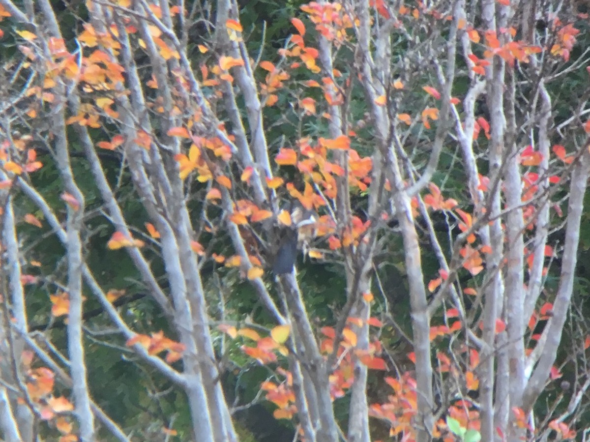 Eastern Towhee - Zach Poland