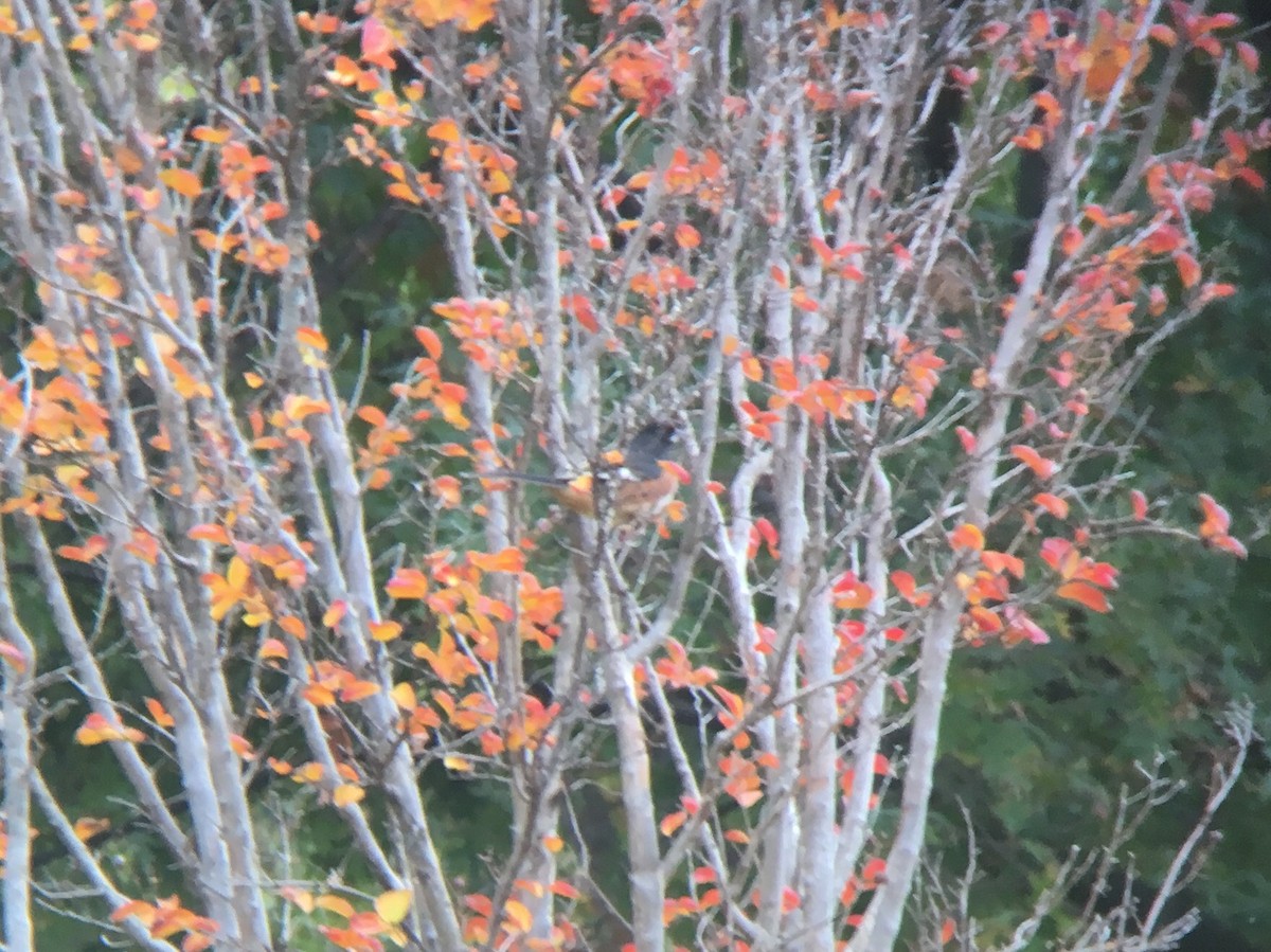 Eastern Towhee - ML75243121