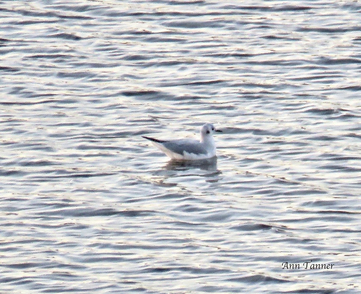 Bonaparte's Gull - ML75244301