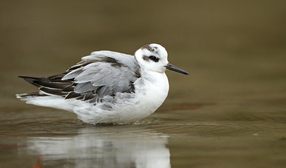 Red Phalarope - ML75244311