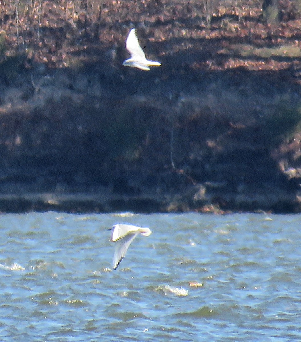 Mouette de Bonaparte - ML75244401