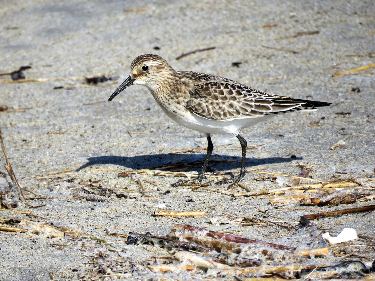 Baird's Sandpiper - ML75245841