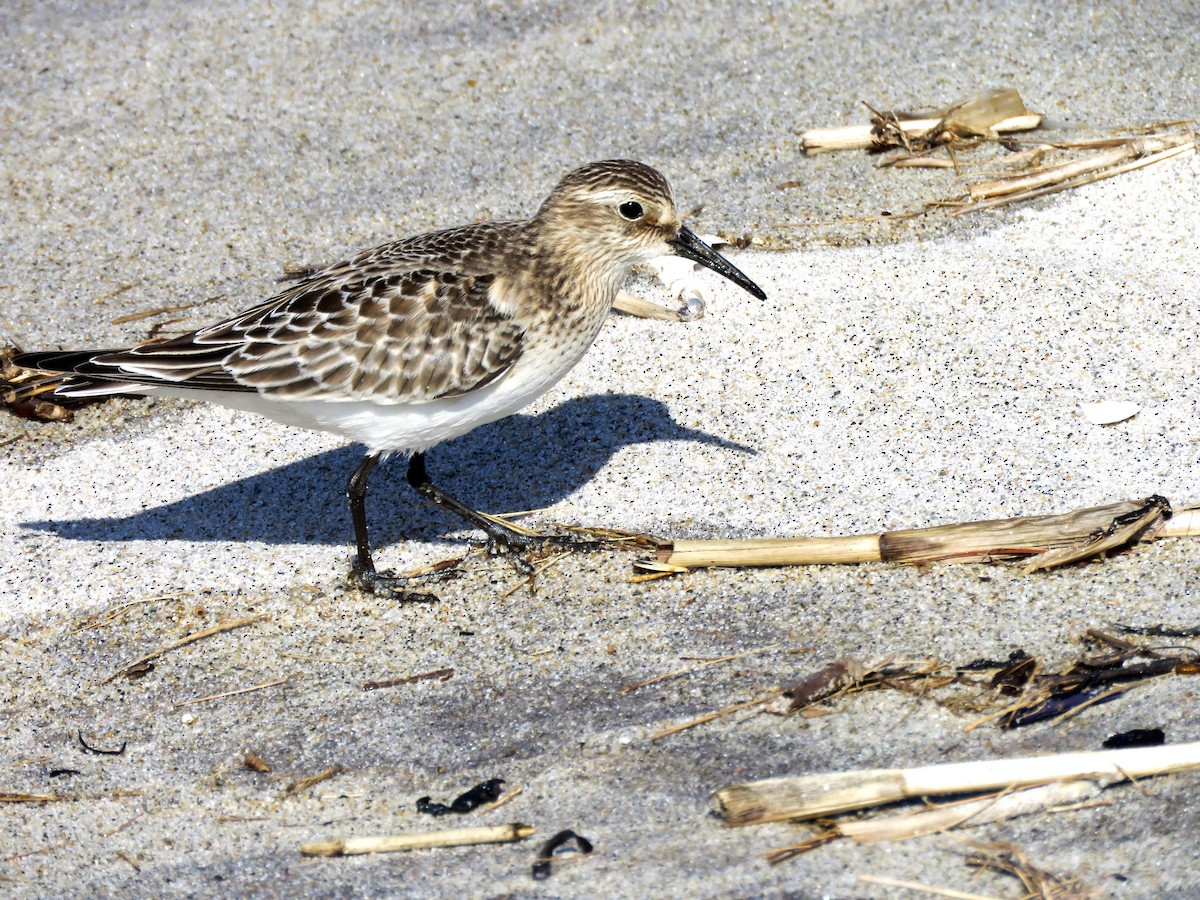 Baird's Sandpiper - ML75245911