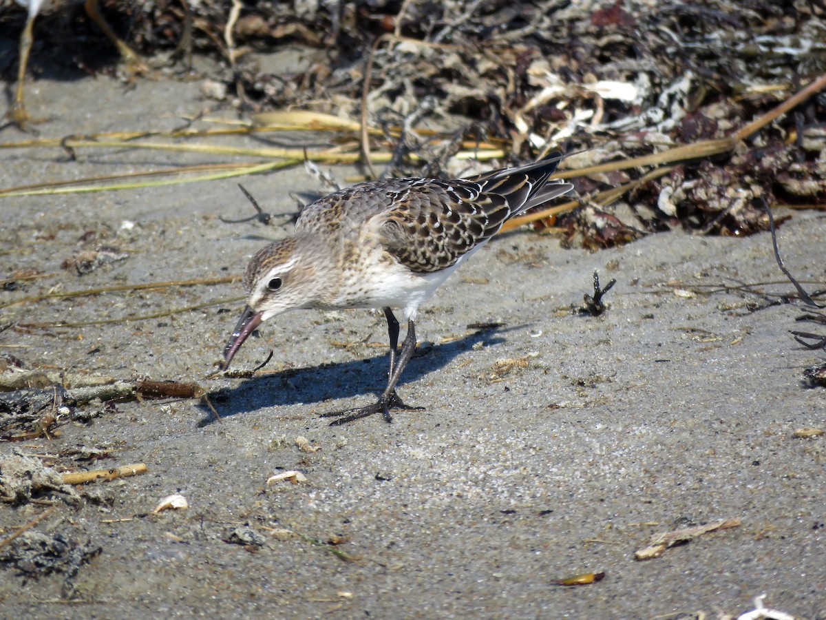 White-rumped Sandpiper - ML75246411