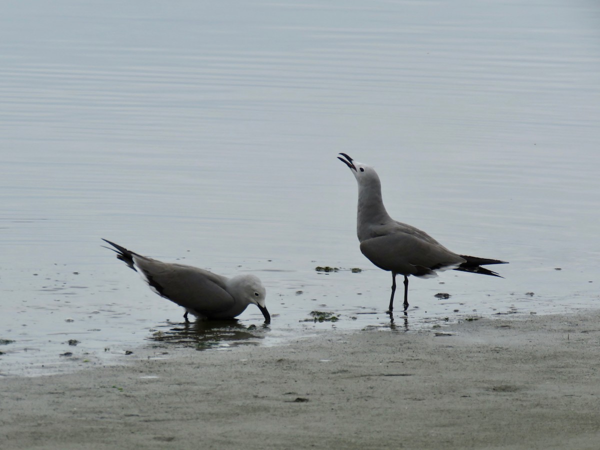 Gray Gull - John van Dort