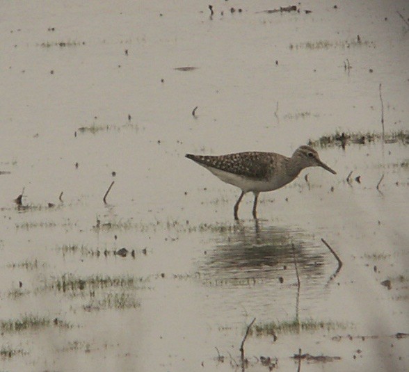 Wood Sandpiper - ML75248141