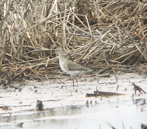 Wood Sandpiper - ML75248151