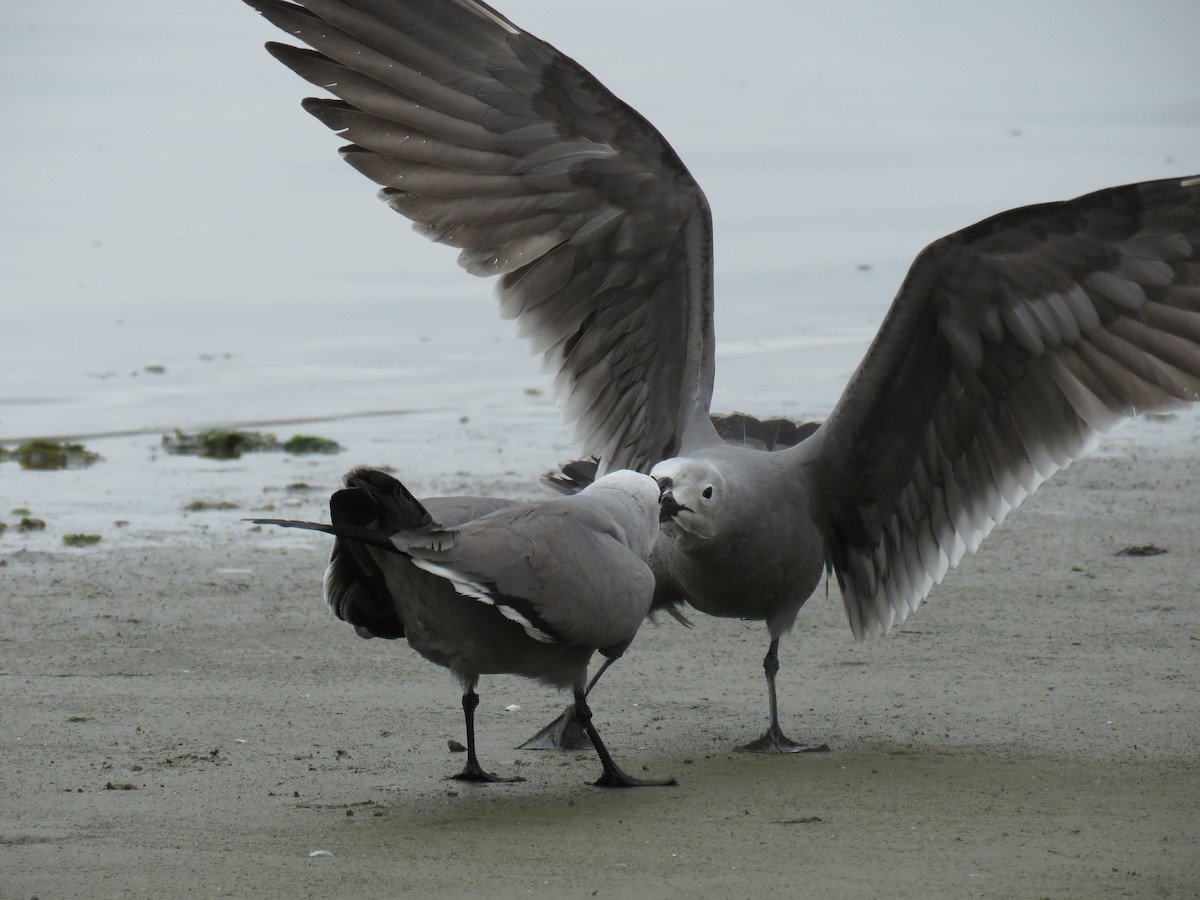 Gray Gull - John van Dort