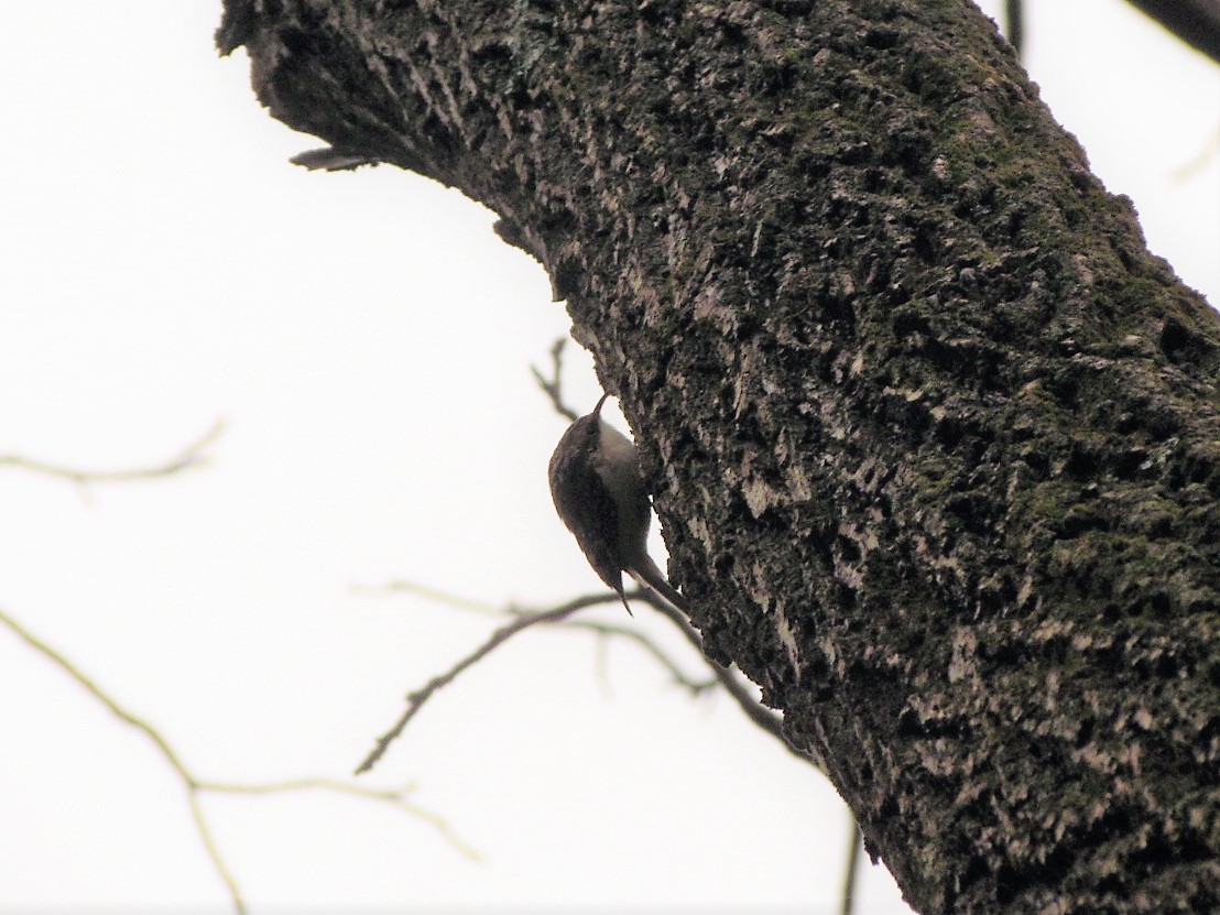 Brown Creeper - ML75248861