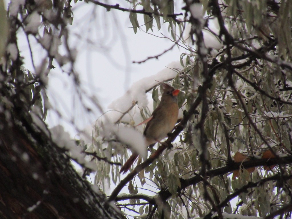 Northern Cardinal - Katrin Powell