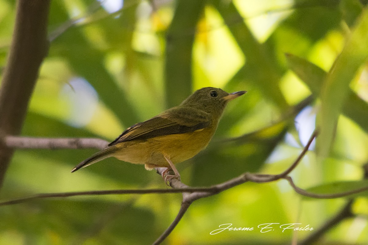 Ochre-bellied Flycatcher - ML75250961