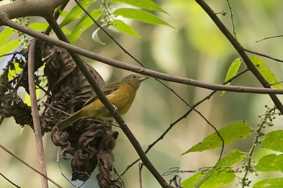 Ochre-bellied Flycatcher - Jerome Foster