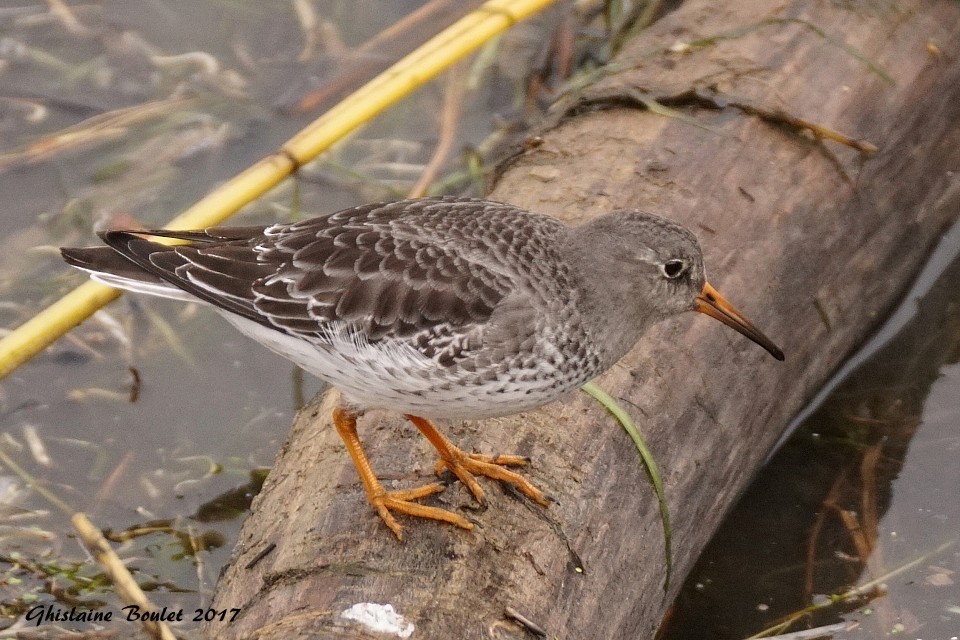 Purple Sandpiper - ML75251641