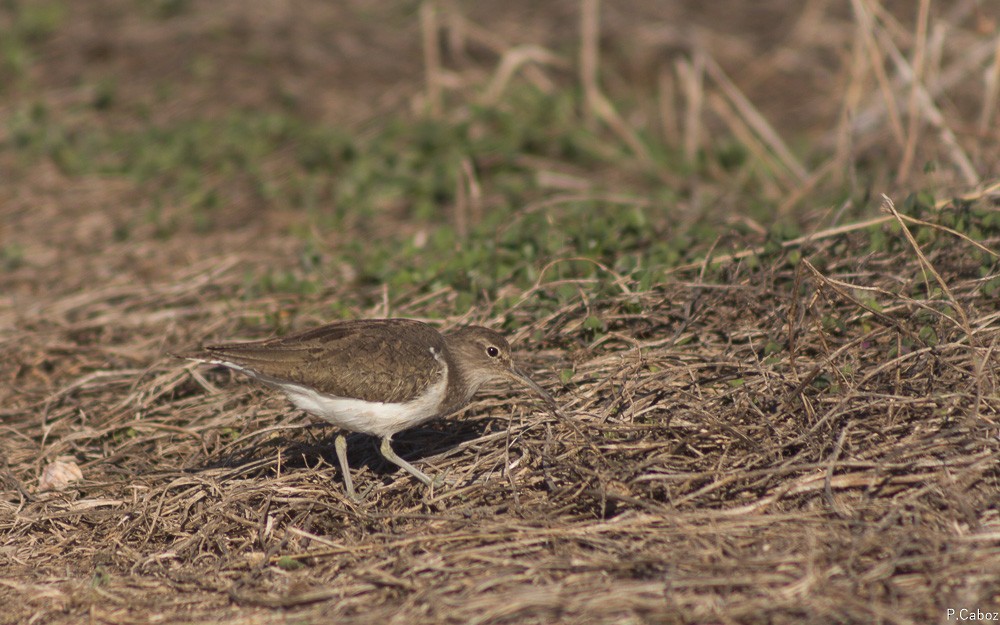 Common Sandpiper - ML75253991