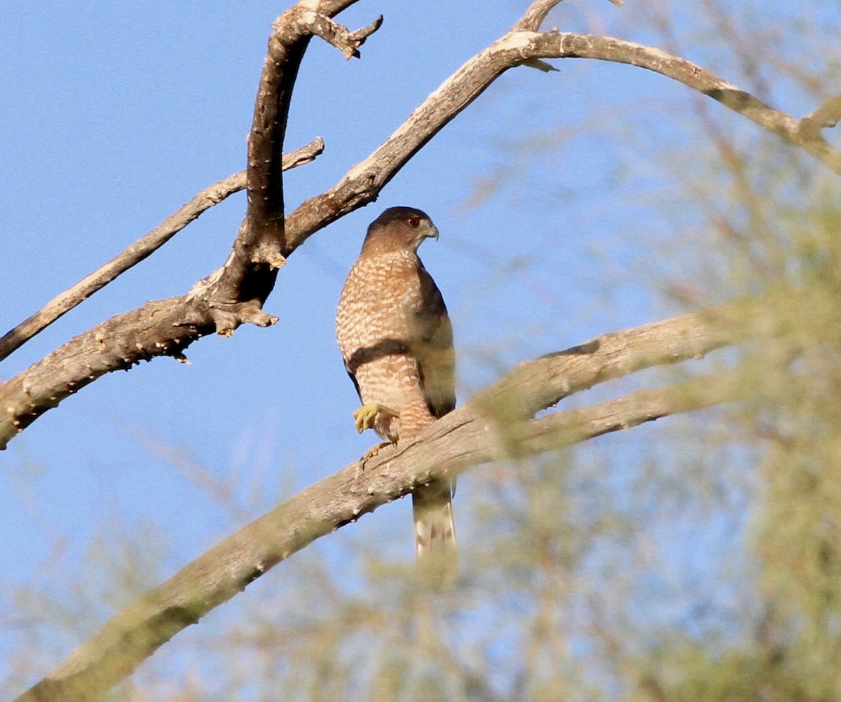 Cooper's Hawk - ML75254531