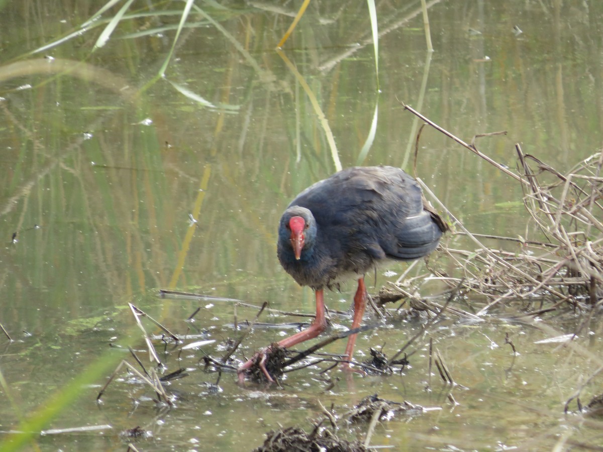 Western Swamphen - ML75255131