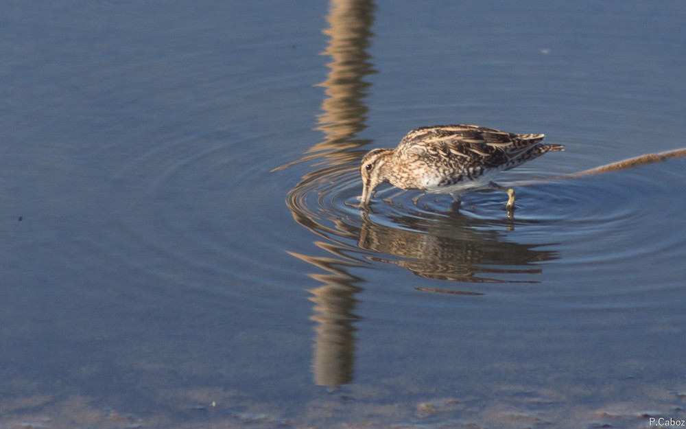 Common Snipe - ML75255361