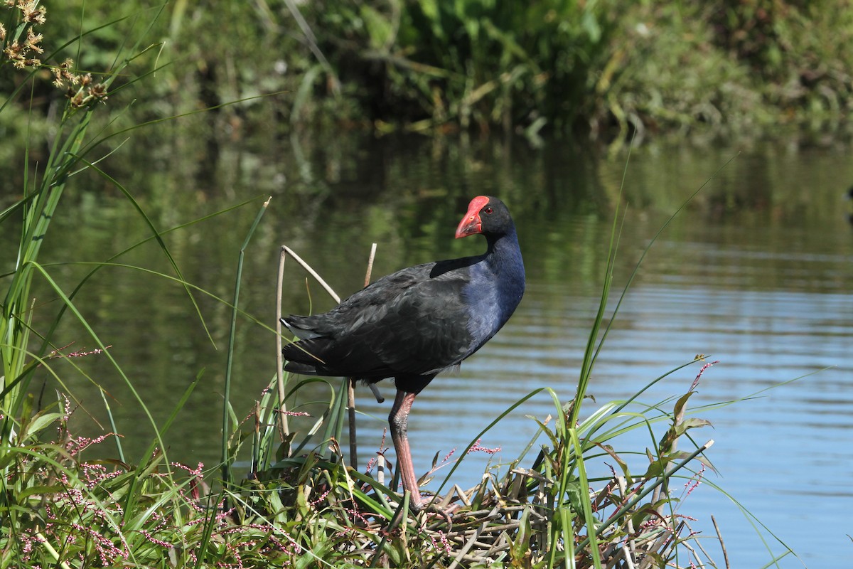 Australasian Swamphen - Julie Sarna